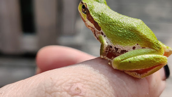 Lazo Marsh Northeast Nature Trails
