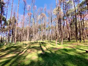 Bosque Laguna Tejocotal