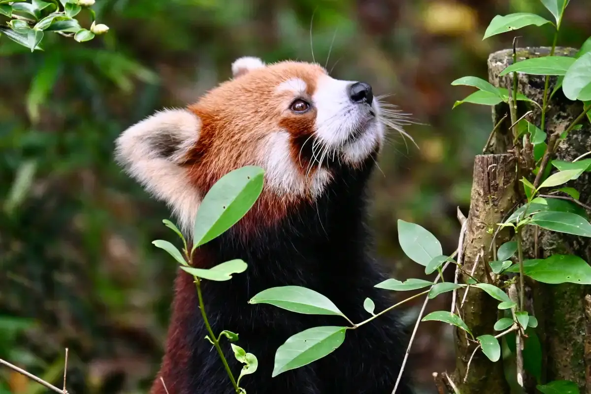 Chengdu Panda Base Visitor Experience Tips, red panda