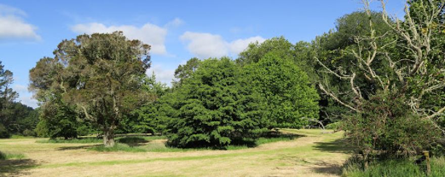 Tarata Domain