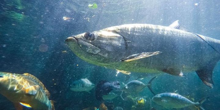 Key West Aquarium