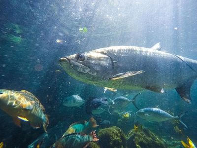 Key West Aquarium