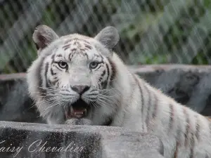 The Catty Shack Ranch Wildlife Sanctuary