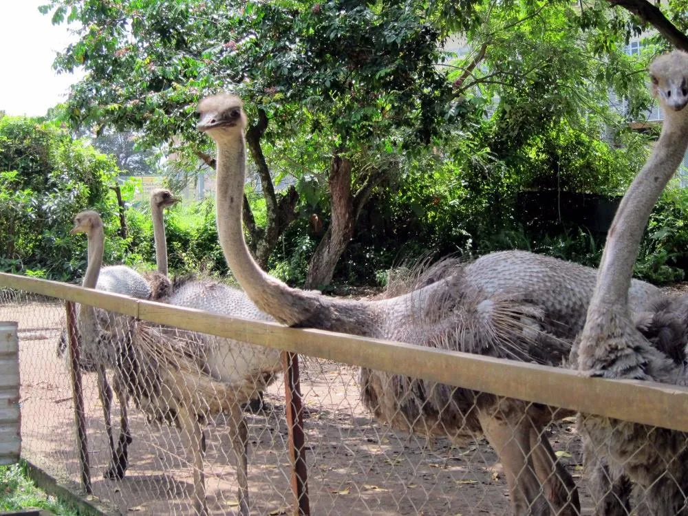 P.D. Ostrich Show Farm