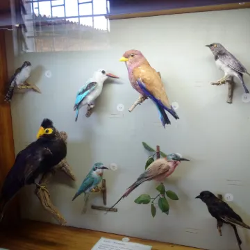 カッパーベルト