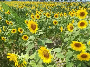Sunflower hill park