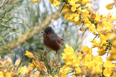 RSPB Arne