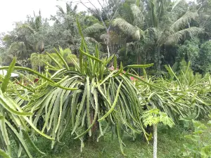 Aquarium Purbasari Pancuran Mas PURBALINGGA