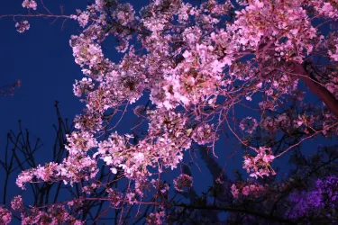 Yeouido Park