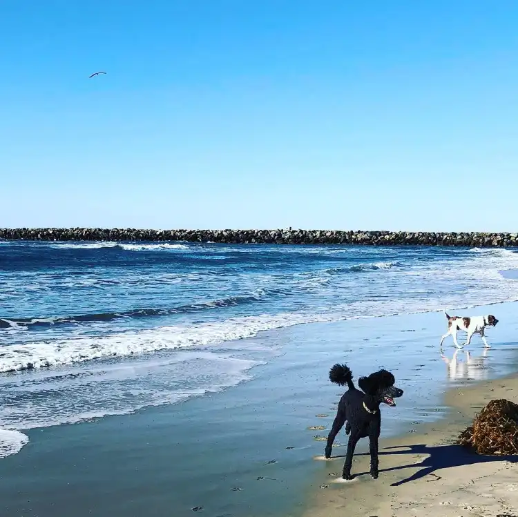 Hotels in der Nähe von Dog Beach