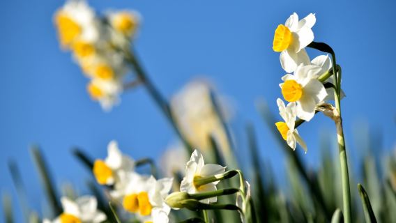 Nada Kuroiwa Narcissus Park