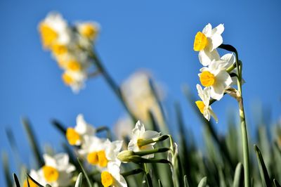 Nada Kuroiwa Narcissus Park