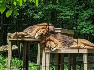 Killman Zoo