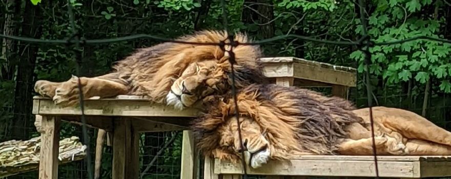 Killman Zoo