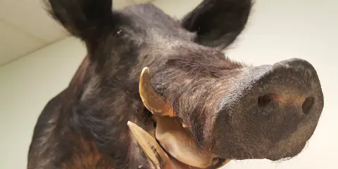 Indian Museum of Lake County