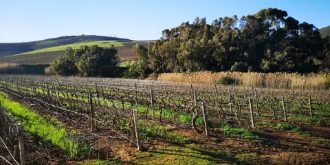 Klein Roosboom Boutique Winery