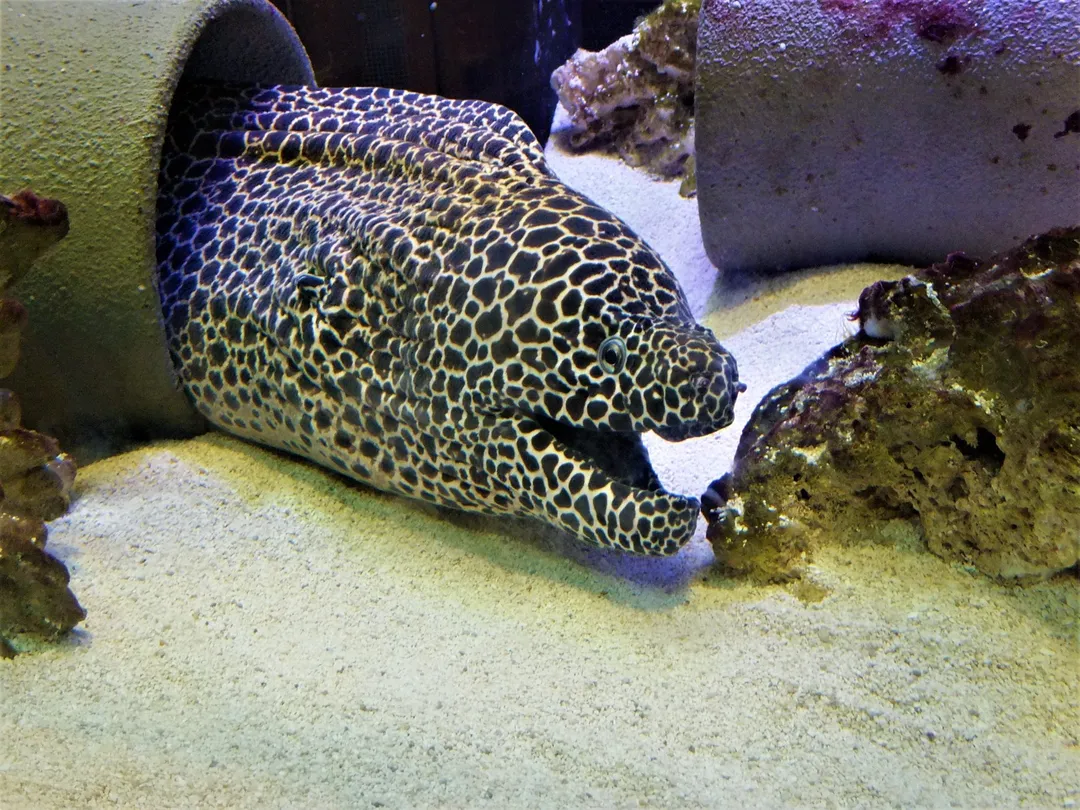 5_Aquarium at Rockport Harbor