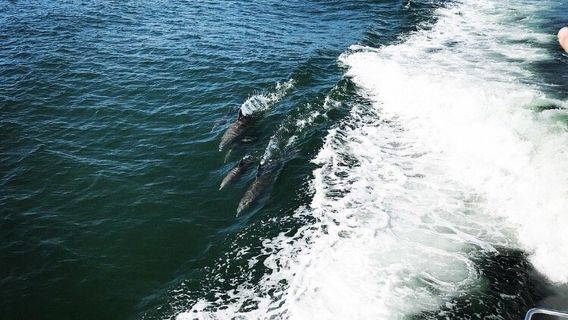 Dolphin Cruises Aboard Cruise Orange Beach