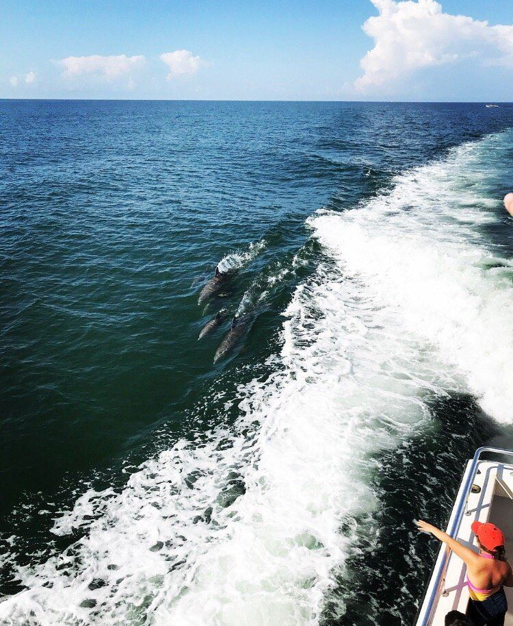 Dolphin Cruises Aboard Cruise Orange Beach