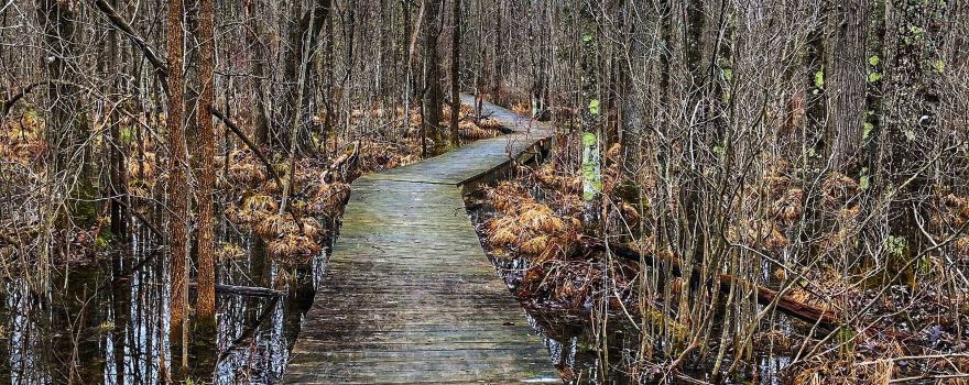 Great Swamp Conservancy
