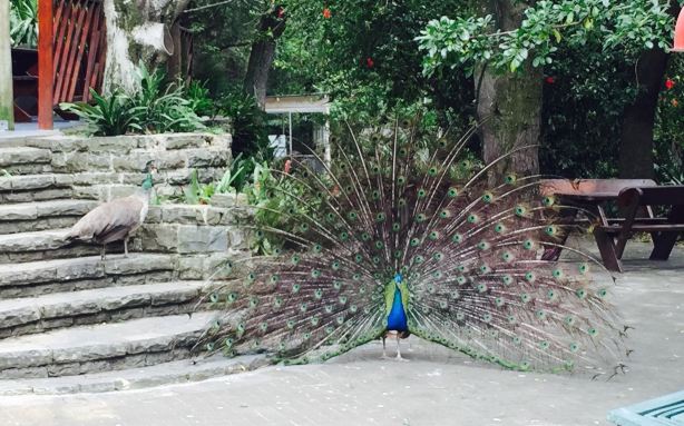 East London Zoo