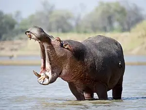 Mare aux Hippopotames