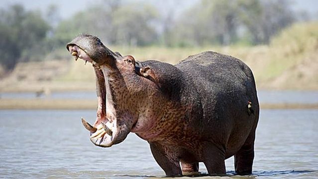 Mare aux Hippopotames