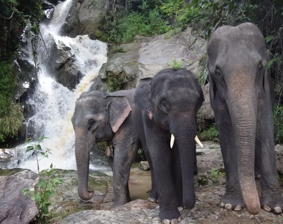 4_Elephants At Home
