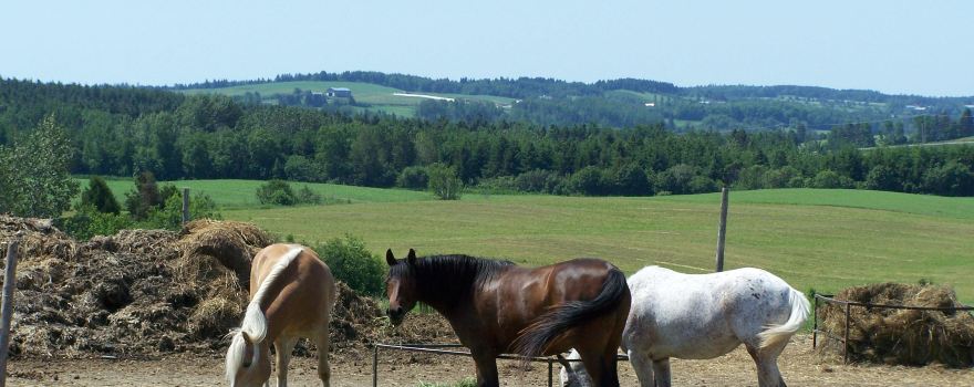 Ferme "C'est la Faute des Biquettes" Bergerie etc. Gite, Boutique, visites animées ou libres