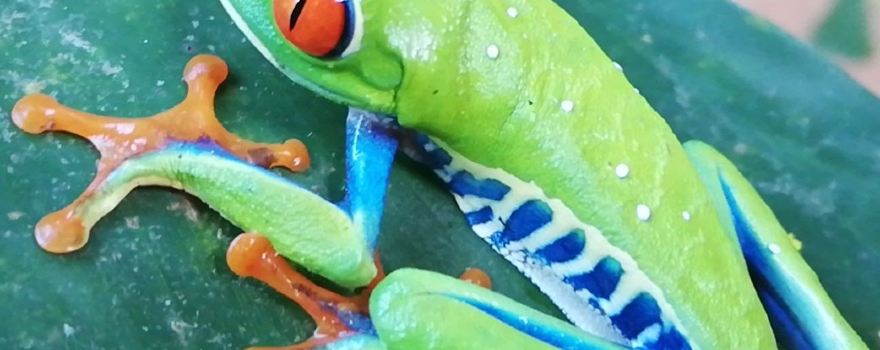 Bijagua Ranas
