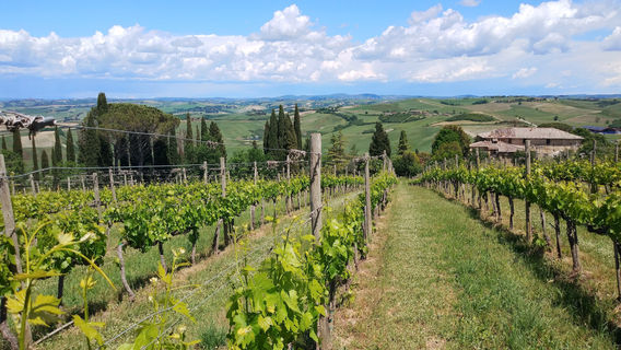 Casanuova delle Cerbaie Winery