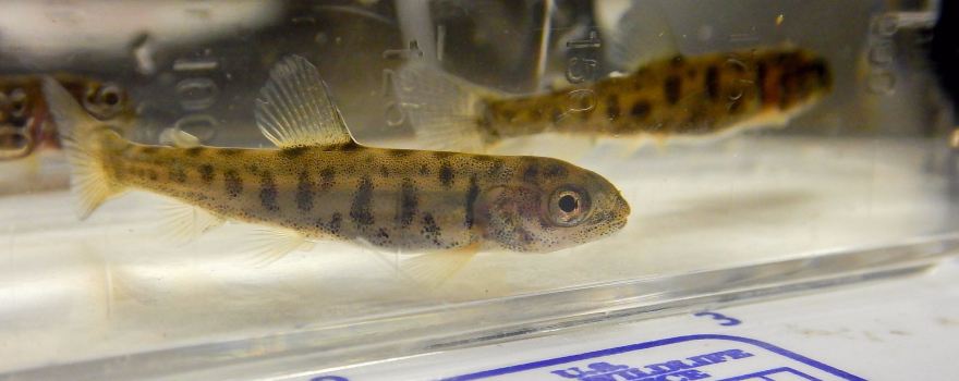 Iron River National Fish Hatchery