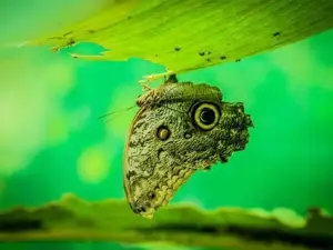 Royal Butterflies