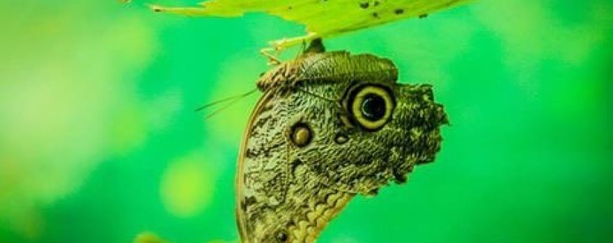 Royal Butterflies