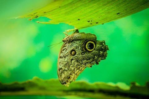 Royal Butterflies