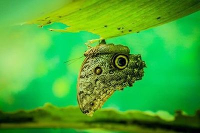Royal Butterflies