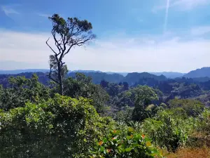 Limestone Forest Viewpoint