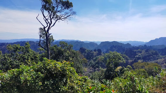 Limestone Forest Viewpoint