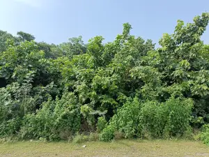 Kadunala Park