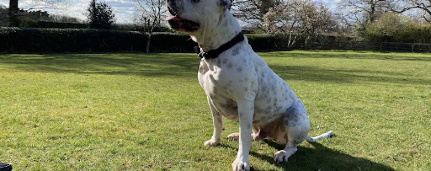 Meriden Dog Training & Exercise Paddock