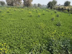 Tomb of Rais Bilawal Khan Shar
