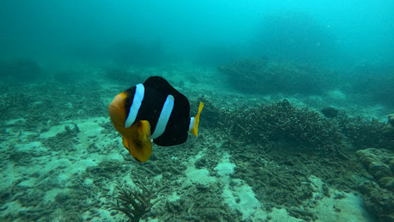 Trincomalee Diving Centre