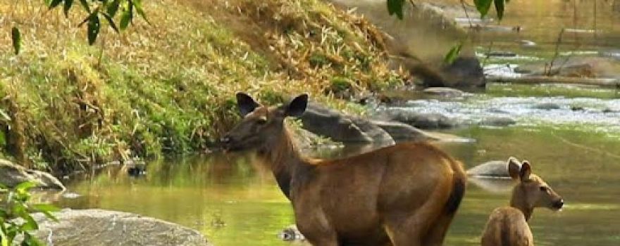 Mukurthi National Park