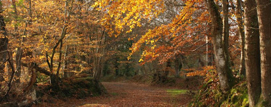 Espace naturel du Champ de Tir