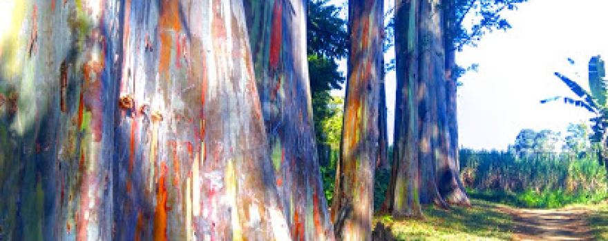 Hutan Pohon Warna Warni