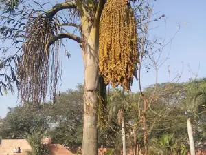 Central park, Soor Vatika