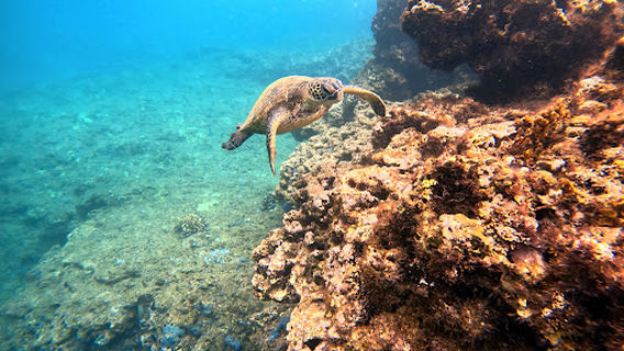 Snorkel And Dive Hawaii