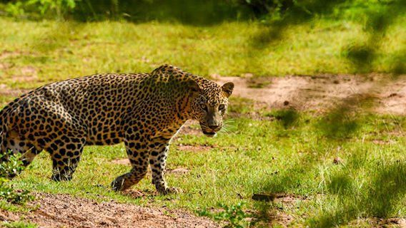 Lunugamvehera National Park (Yala Block VI) By WILDTrails Safari
