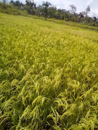 Sika-komenankro