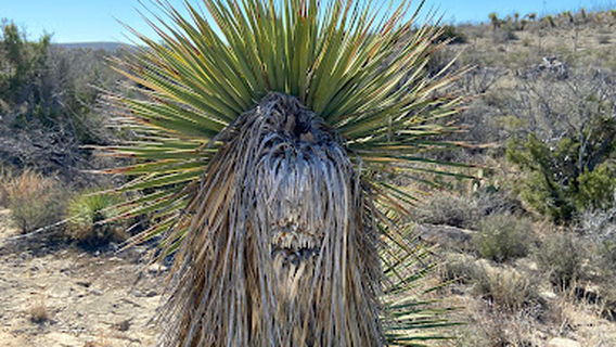 Dinosaur Footprints in a Cage
